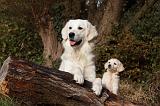 GOLDEN RETRIEVER 836